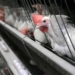 Chicken imports negatively impact on job creation and economic growth in South Africa, warn FairPlay. Photo: AP/Rich Pedroncelli