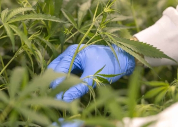 As the South African cannabis market slowly opens up, Cheeba Africa CEO Trenton Birch warns small-scale producers to be wary of the "green rush" mentality. Photo: Supplied/Cheeba Africa