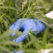As the South African cannabis market slowly opens up, Cheeba Africa CEO Trenton Birch warns small-scale producers to be wary of the "green rush" mentality. Photo: Supplied/Cheeba Africa