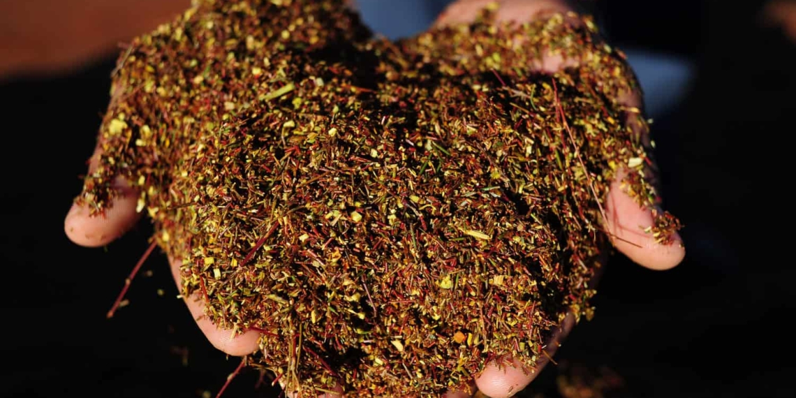 Rooibos tea accounts for the bulk of the country’s tea exports. Photo: Henk Kruger/African News Agency (ANA)