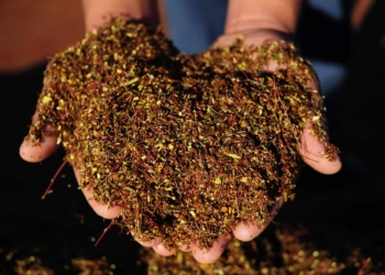 Rooibos tea accounts for the bulk of the country’s tea exports. Photo: Henk Kruger/African News Agency (ANA)