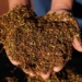 Rooibos tea accounts for the bulk of the country’s tea exports. Photo: Henk Kruger/African News Agency (ANA)