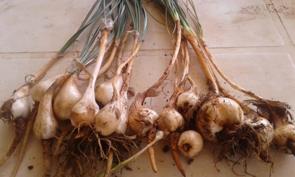 Saffron corms (bulbs) are planted and cultivated before harvesting the saffron threads. Photo: Supplied/Food For Mzansi
