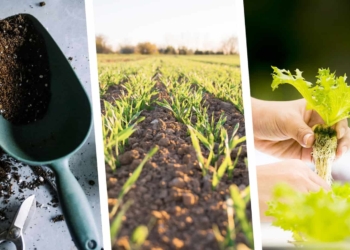 agricultural news