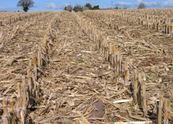 Late rain leaves farmers high and dry during planting season