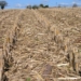 Late rain leaves farmers high and dry during planting season