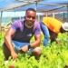 Food Crisis: Collaboration and innovation will be key. Mawande Sigwinta is a chemistry graduate who started a food garden to teach people self-sustainability and self-reliance. Experts say community collaboration could open up value-add opportunities for higher profitability from less produce amid climate change. Photo: Duncan Masiwa/Food For Mzansi