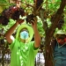 Western Cape farmer Nico Erasmus (right) with provincial minister of agriculture Dr Ivan Meyer picking a bunch of Crimson Seedless, a late-season table grape. Photo: Supplied/WCDoA