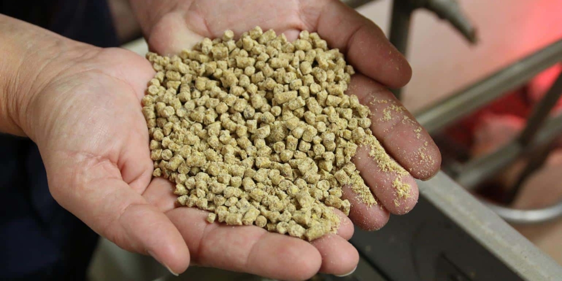 Making your own animal feed to save costs might not always work out cheaper, warn experts. Proper nutrition gives animals the vigour to grow, develop, and reproduce, and strong immunity to fight off infections. Photo: Supplied/Food For Mzansi
