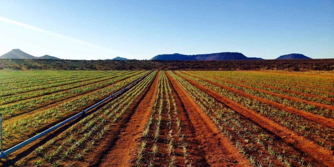 No, you are not looking at a saffron field in Tehran. Iran might be the largest producer of saffron, but the “red gold” is fast gaining popularity in South Africa too. Photo: Supplied/Food For Mzansi