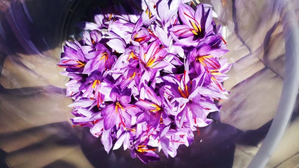 Around 150 flowers will produce just one gram of saffron. Saffron crocuses flower in autumn. Photo: Supplied/Food For Mzansi