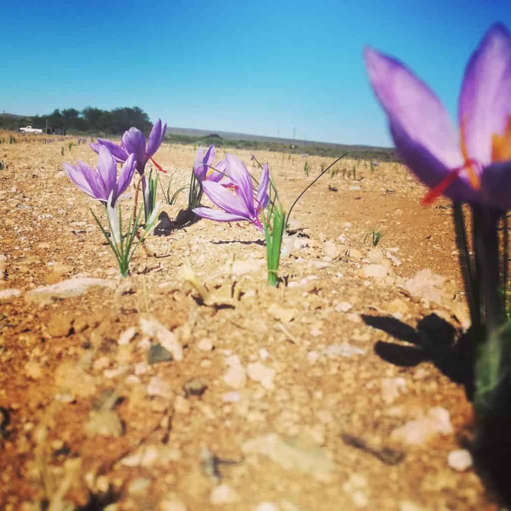 The art of cultivating saffron in local conditions was perfected in the Northern Cape. Photo: Supplied/Food For Mzansi