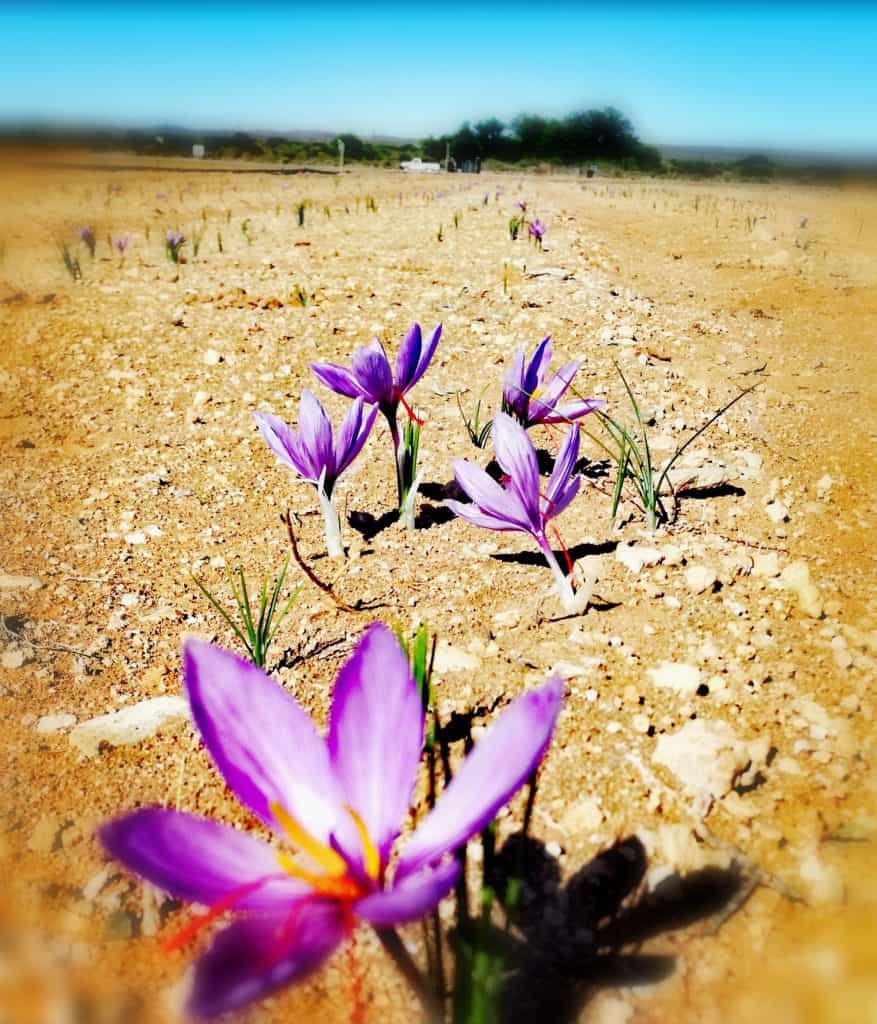 Saffricon has now reached the next stage of opening up saffron opportunities to other prospective farmers. Photo: Supplied/Food For Mzansi