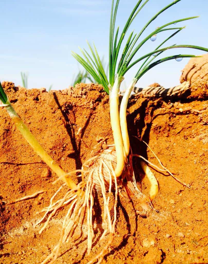 Saffron grows best in full sun and well-drained soil that is moderately rich in organic matter. Photo: Supplied/Food For Mzansi