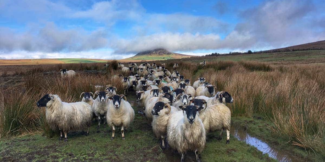 Farmers are increasingly embracing opportunities to farm with nature as opposed to more conventional farming methods. Photo: Farmers Guardian
