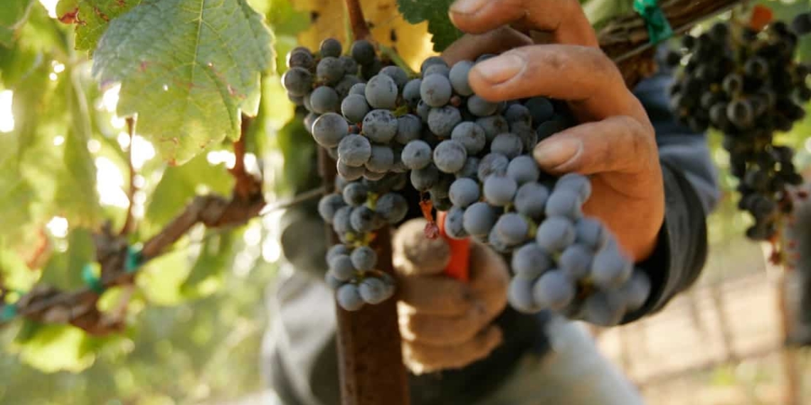 Researcher Astrid Grub found that “the minimum wage effectively fails to address the core issues that lock farmworkers and farm dwellers into a cycle of poverty, inequality, vulnerability and powerlessness.”