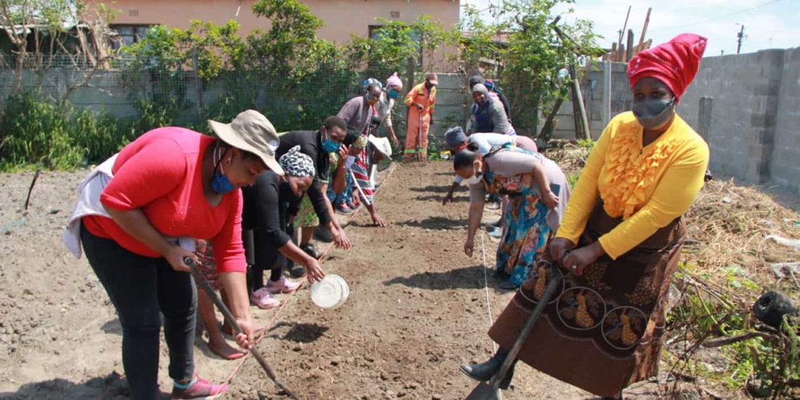 Non-profit micro-farming organisation Abalimi Bezekhaya teaches over 2 000 impoverished people from townships in Cape Town to plant their own vegetable gardens to supplement their existing, inadequate supply of food. Photo: Supplied/Food For Mzansi