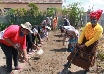 Non-profit micro-farming organisation Abalimi Bezekhaya teaches over 2 000 impoverished people from townships in Cape Town to plant their own vegetable gardens to supplement their existing, inadequate supply of food. Photo: Supplied/Food For Mzansi