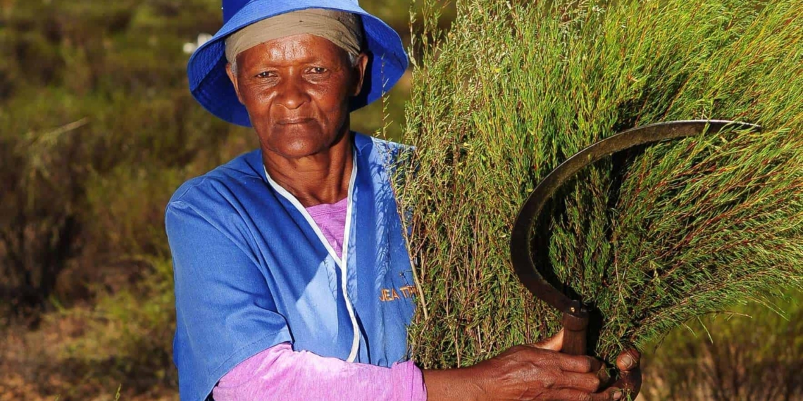 Anna Brandt harvests rooibos at Elandsfontein farm in Citrusdal in the Western Cape. Photo: African News Agency (ANA)