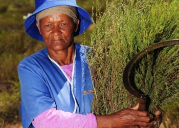 Anna Brandt harvests rooibos at Elandsfontein farm in Citrusdal in the Western Cape. Photo: African News Agency (ANA)