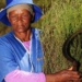 Anna Brandt harvests rooibos at Elandsfontein farm in Citrusdal in the Western Cape. Photo: African News Agency (ANA)