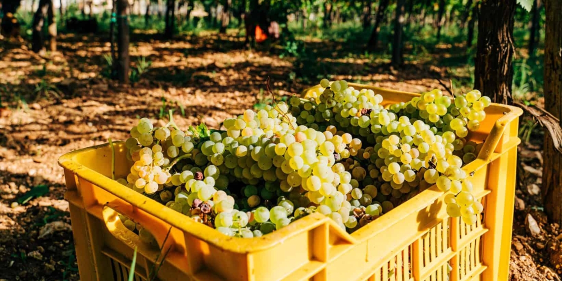 South Africa's table grape crop estimates are back on track despite delays. Photo: Supplied/Unsplash