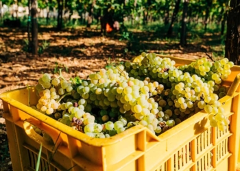 South Africa's table grape crop estimates are back on track despite delays. Photo: Supplied/Unsplash