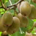 Chinese consumers are willing to pay steep prices for Mzansi's gold kiwifruit. Photo: Supplied/Food For Mzansi