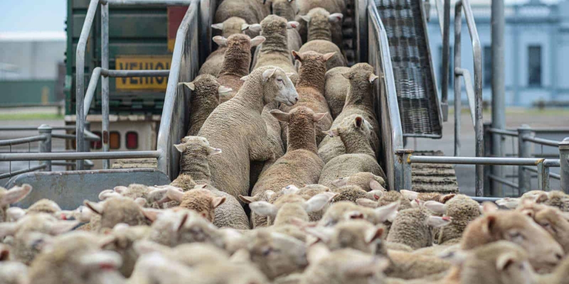 Ministers Thoko Didiza and Ebrahim Patel have welcomed the unbanning of South African wool products by China Photo: Supplied/Food For Mzansi