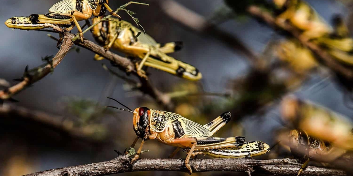 More brown locust swarms are expected to make their way to the interior of the Northern Cape this season. Photo: Supplied/Food For Mzansi