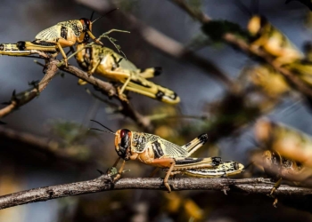 More brown locust swarms are expected to make their way to the interior of the Northern Cape this season. Photo: Supplied/Food For Mzansi