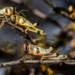 More brown locust swarms are expected to make their way to the interior of the Northern Cape this season. Photo: Supplied/Food For Mzansi