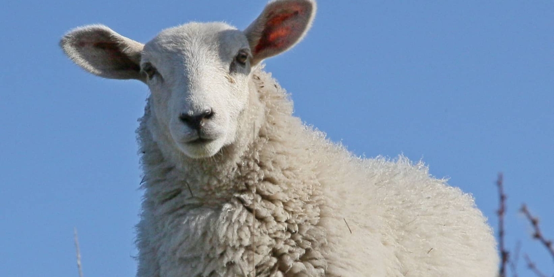 NSPCA intends to appeal Makanda High Court decision allowing the export of live sheep from South Africa to the Middle East. Photo: Supplied/Food For Mzansi