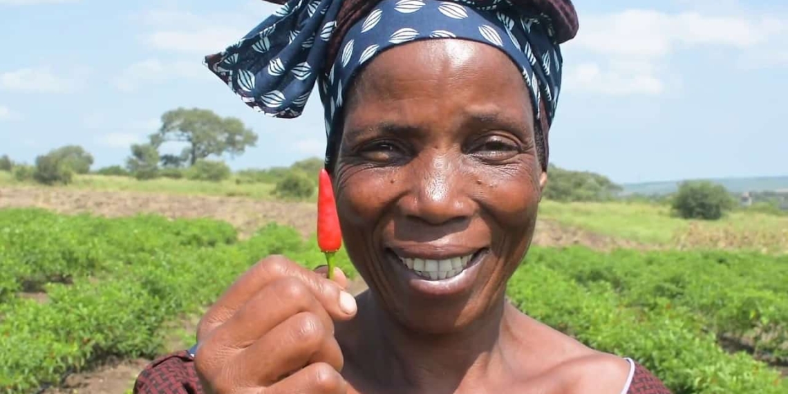Smallholder farmers in Mozambique account for 95% of agricultural production. Through the Livelihoods, Empowerment and Development Project farmers benefit from training, access to high-quality agricultural inputs and services. Photo: Supplied/Food For Mzansi