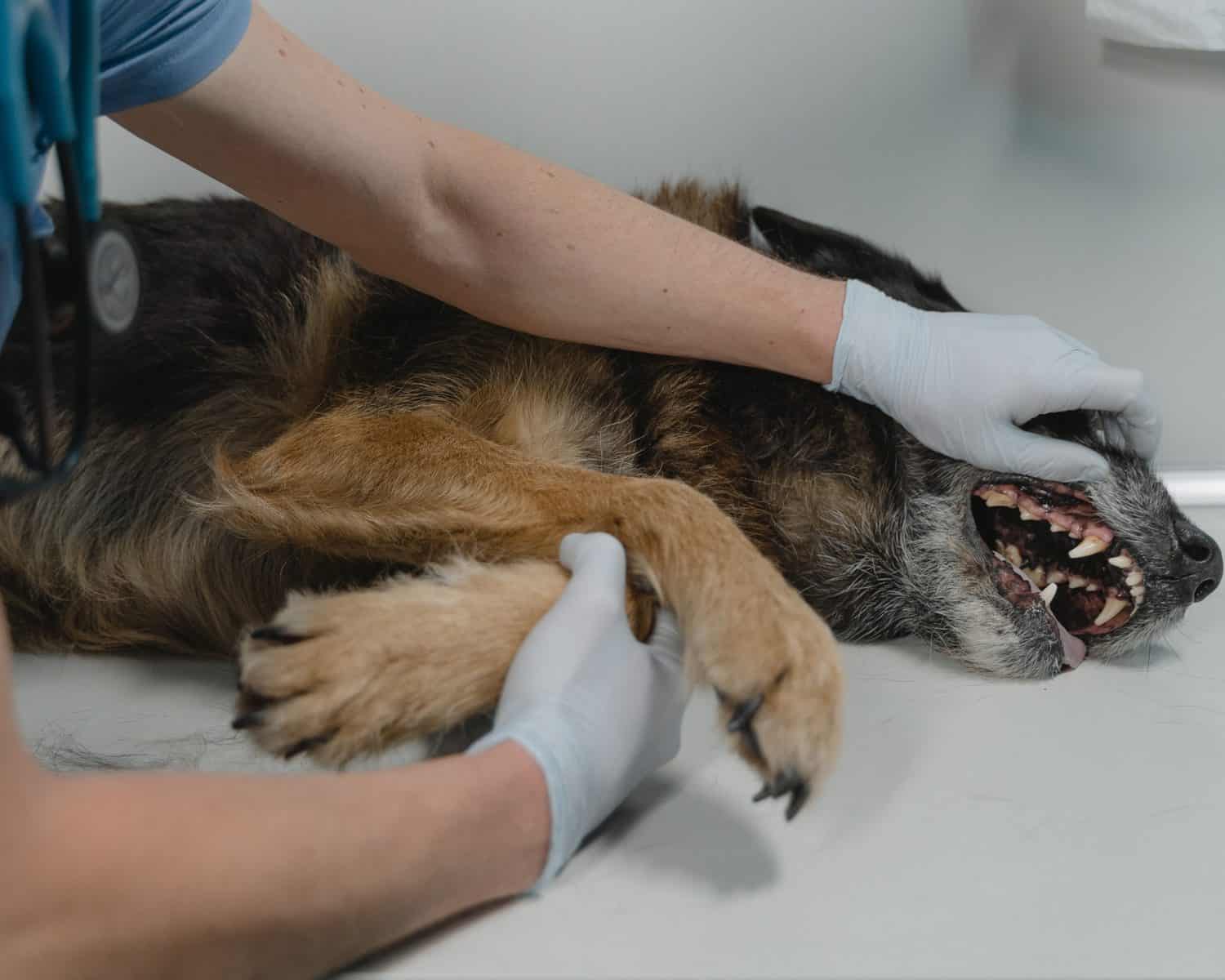 ICYMI: KZN death spurs on rabies prevention drive - Food For Mzansi