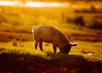 Head of consumer assurance at the South Africa Pork Producers Organisation (Sappo), Dr Peter Evans discusses leading cause behind South Africa's ASF outbreak problem and training to deal with the disease. Photo: Supplied/FoodForMzansi