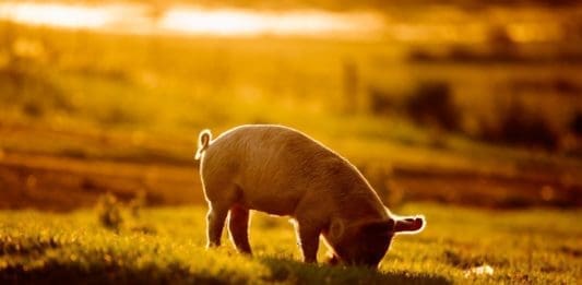 Head of consumer assurance at the South Africa Pork Producers Organisation (Sappo), Dr Peter Evans discusses leading cause behind South Africa's ASF outbreak problem and training to deal with the disease. Photo: Supplied/FoodForMzansi