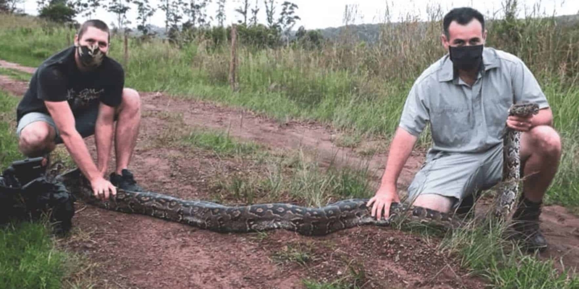 Look, this snake is perfectly sized for social distancing during a pandemic! Nick Evans (right) caught this four-metre python on a farm in Camperdown, KwaZulu-Natal. He was assisted by Tyrone Marcus. Photo: Supplied/KwaZulu-Natal Amphibian & Reptile Conservation