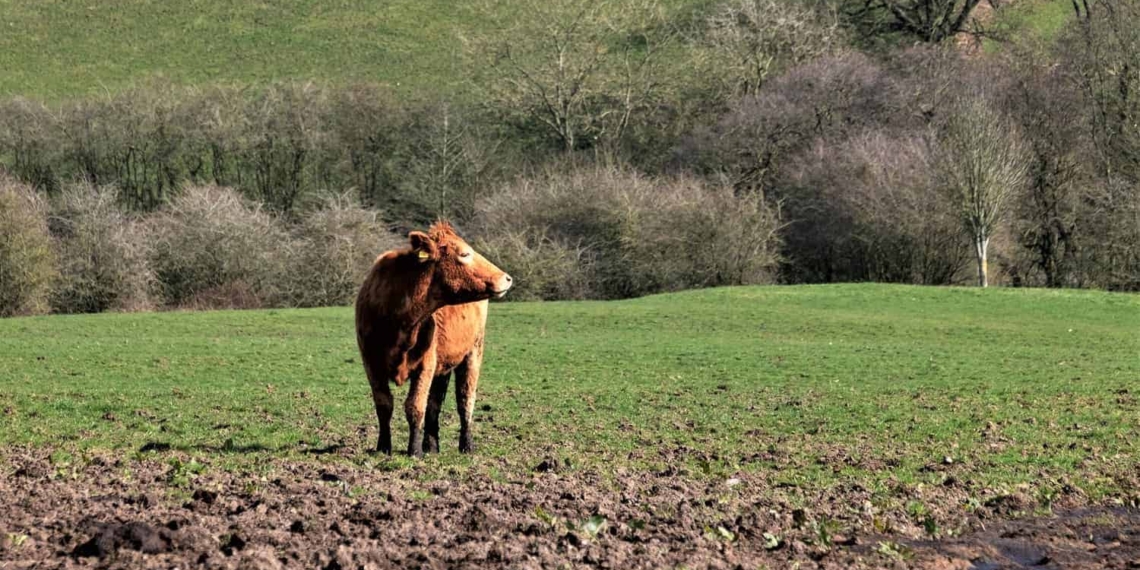 With the expected persistent wet conditions over parts of South Africa, farmers are advised to be on the lookout for livestock pastures flooding and crop damage. Photo: Supplied/Food For Mzansi