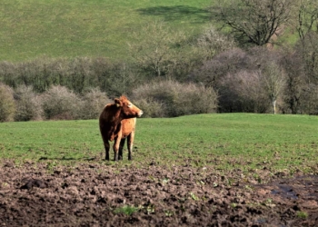 With the expected persistent wet conditions over parts of South Africa, farmers are advised to be on the lookout for livestock pastures flooding and crop damage. Photo: Supplied/Food For Mzansi