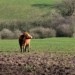 With the expected persistent wet conditions over parts of South Africa, farmers are advised to be on the lookout for livestock pastures flooding and crop damage. Photo: Supplied/Food For Mzansi