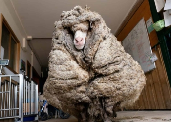 After not being shorn for many years, an Australian sheep named Baarack could barely see when he was found. Photo: Supplied/Edgar’s Mission