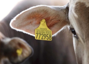 A 2021 survey amongst safety representatives of 168 farmers’ associations in the Free State Agriculture found that livestock theft is the biggest crime threat in rural areas. Photo: Supplied/Food For Mzansi