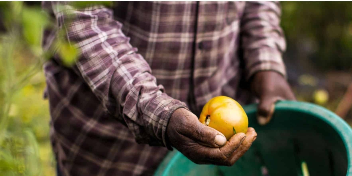 African agriculture: Agriculture is one sector that’s no stranger to adverse external factors presenting risk that threatens business continuity. However, Covid-19 has had a severe knock-out effect on many up-and-coming farmers. Photo: Supplied/Getty Images