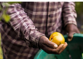 African agriculture: Agriculture is one sector that’s no stranger to adverse external factors presenting risk that threatens business continuity. However, Covid-19 has had a severe knock-out effect on many up-and-coming farmers. Photo: Supplied/Getty Images