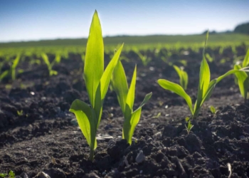 Eskom and Sasol are both undertaking green projects that may revolutionise South African electricity production and fuel consumption. Photo: Supplied/Food For Mzansi