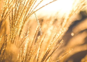 After over forty years of conflict, food insecurity affects one in three Afghans overall. Photo: Supplied/Food For Mzansi