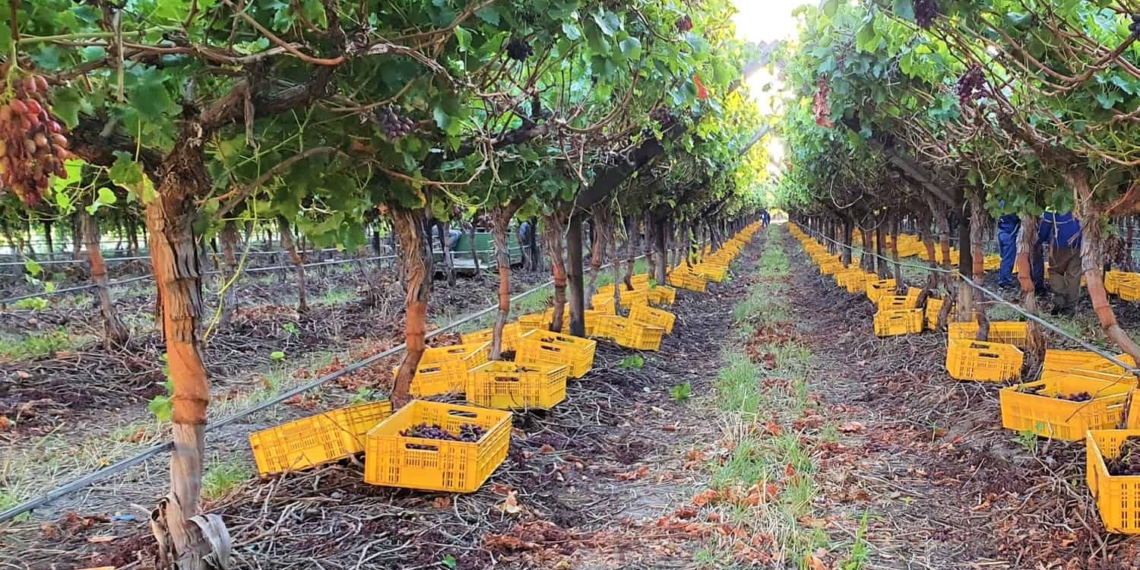 In case you missed it: The UK is one of South Africa's biggest international wine markets. Photo: Supplied/Food For Mzansi