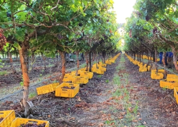In case you missed it: The UK is one of South Africa's biggest international wine markets. Photo: Supplied/Food For Mzansi