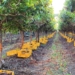 In case you missed it: The UK is one of South Africa's biggest international wine markets. Photo: Supplied/Food For Mzansi